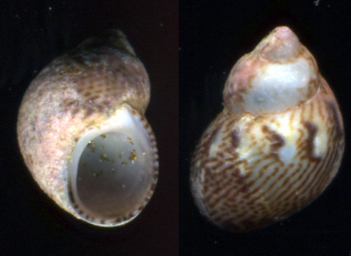 Tricolia pullus